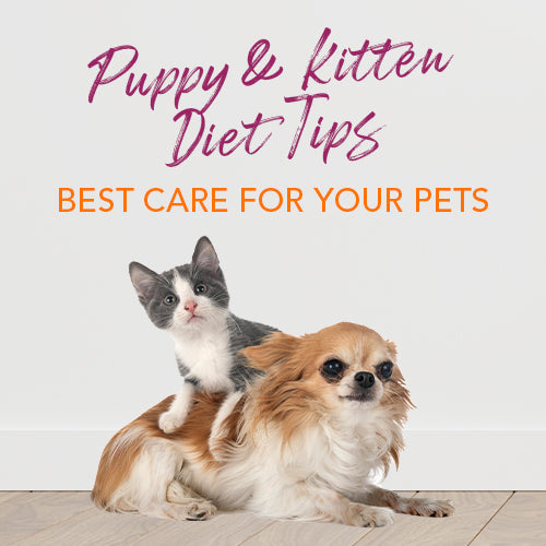 PUPPY & KITTEN DIET TIPS- BEST CARE FOR YOUR PETS!