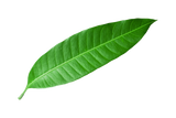 Buy cheap Angel Mango Leaf 1 Pcs Online