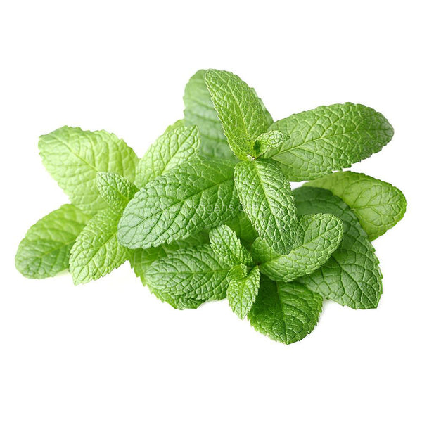 Fresh Mint Bunch 1pcs–Kugans.com