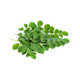 Buy cheap Drumstick Leaf 1pcs Online