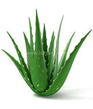 Buy cheap Aloe Vera Plant 1pcs Online