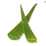 Buy cheap Aloe Vera Single 1pcs Online