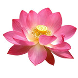 Buy cheap Fresh Lotus Online